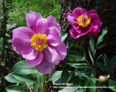 Flor de Paeonia broteri 