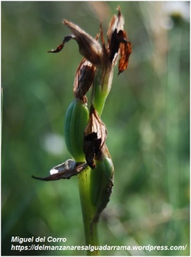 Frutos de Orchis coriophora