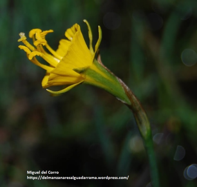 Narcissus bulbocodium subsp.bulbocodium 1