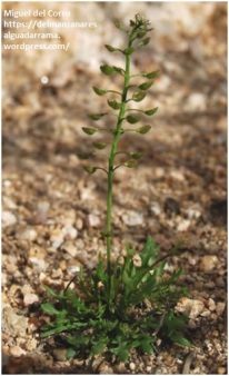 Teesdalia coronopifolia 2