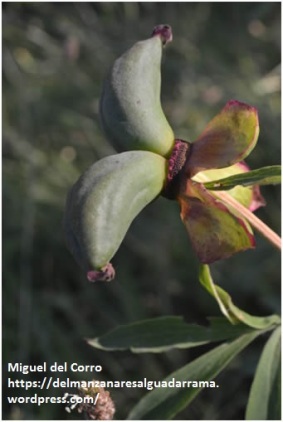Paeonia officinalis frutos