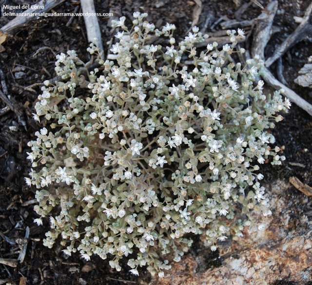 Sedum pedicellatum subsp.pedicellatum