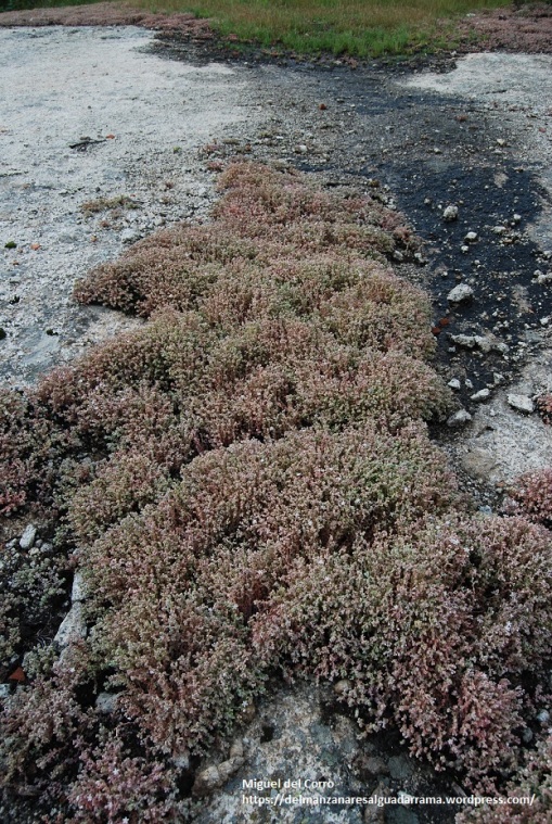 Sedum pedicellatum alfombra