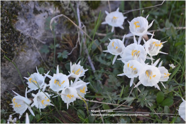 Narcissus cantabricus 2