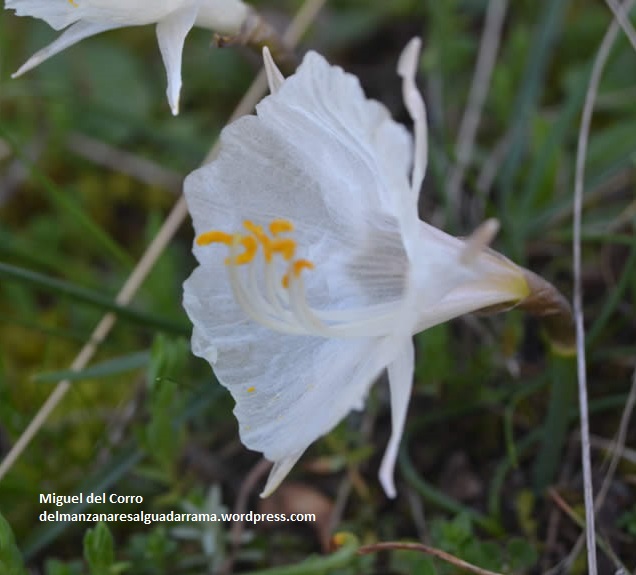 Narcissus cantabricus 3