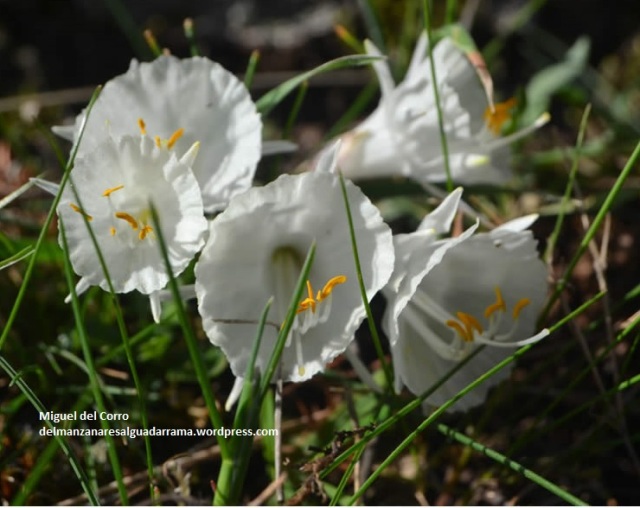 Narcissus cantabricus 4