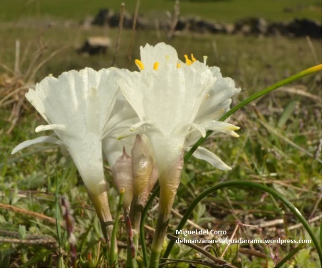 Narcissus cantabricus 5